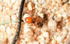Meranoplus