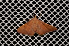 Endotricha pyrosalis