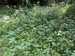 Ageratum houstonianum