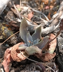 Thompsonella minutiflora