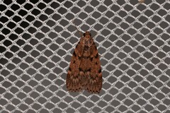 Mimaglossa nauplialis