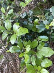 Pterophylla sylvicola