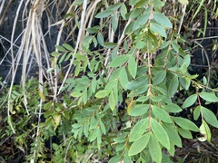 Hypericum geminiflorum