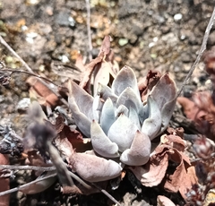 Thompsonella minutiflora