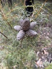 Petrophile canescens