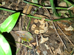 Porotheleaceae
