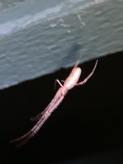 Tetragnatha laboriosa
