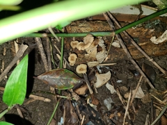 Porotheleaceae