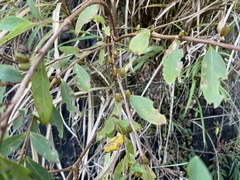 Hypericum geminiflorum