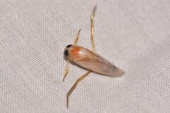 Anisops