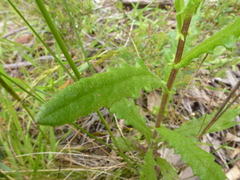 Senecio hispidulus