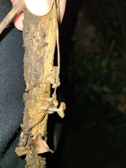 Porotheleaceae