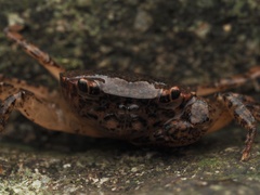 Cryptopotamon anacoluthon