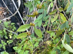 Hypericum geminiflorum
