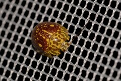 Paropsis maculata
