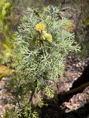 Petrophile canescens
