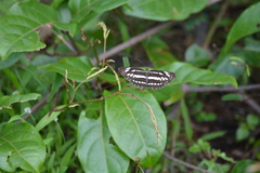 Neptis hylas