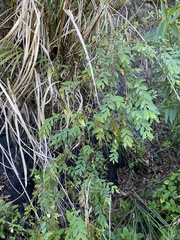 Hypericum geminiflorum