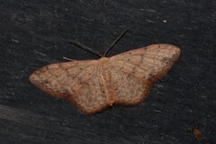 Idaea