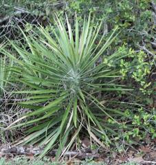 Yucca aloifolia