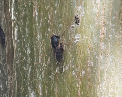 Birrima castanea