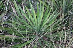 Yucca aloifolia