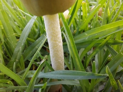 Bolbitius aleuriatus