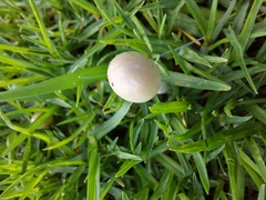 Bolbitius aleuriatus