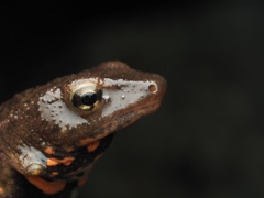 Paramesotriton hongkongensis