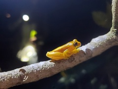 Dendropsophus microcephalus