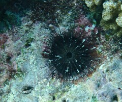 Echinostrephus