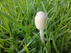 Bolbitius aleuriatus