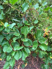 Muehlenbeckia adpressa