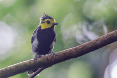 Machlolophus spilonotus