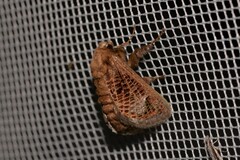 Doratifera vulnerans