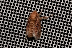 Doratifera vulnerans