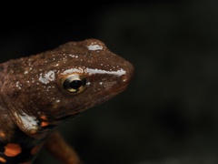 Paramesotriton hongkongensis