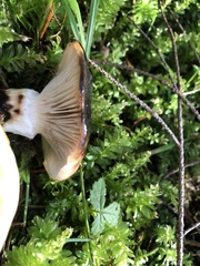 Gomphidius oregonensis