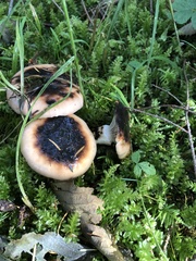 Gomphidius oregonensis