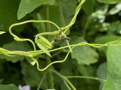 Tetraponera rufonigra