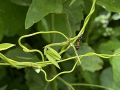 Tetraponera rufonigra