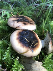 Gomphidius oregonensis