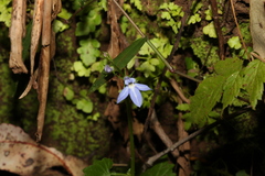 Lobelia trigonocaulis