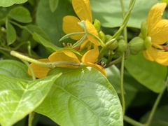 Tetraponera rufonigra