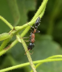 Tetraponera rufonigra