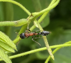 Tetraponera rufonigra