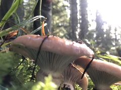 Gomphidius oregonensis