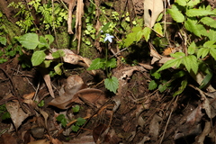 Lobelia trigonocaulis