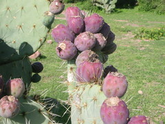 Opuntia robusta