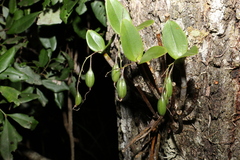 Dendrobium aemulum